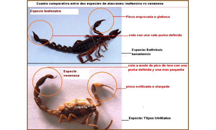 cuadro-comparativo-entre-especie-venenosa-vs-inofensiva